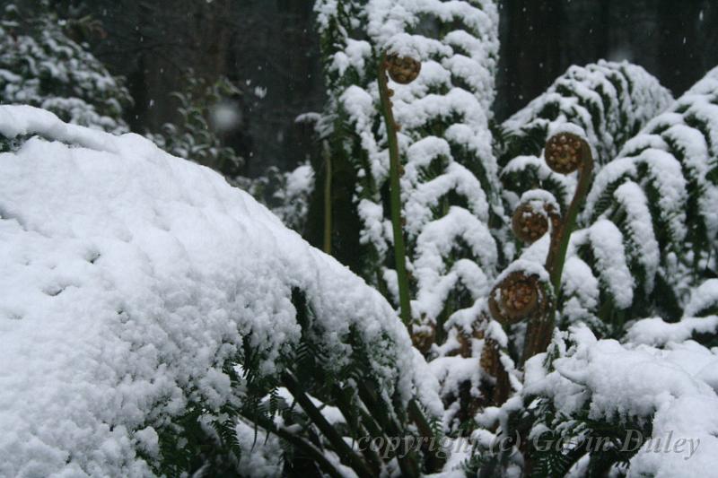 Snow on tree ferns, Sassafras IMG_7593.JPG